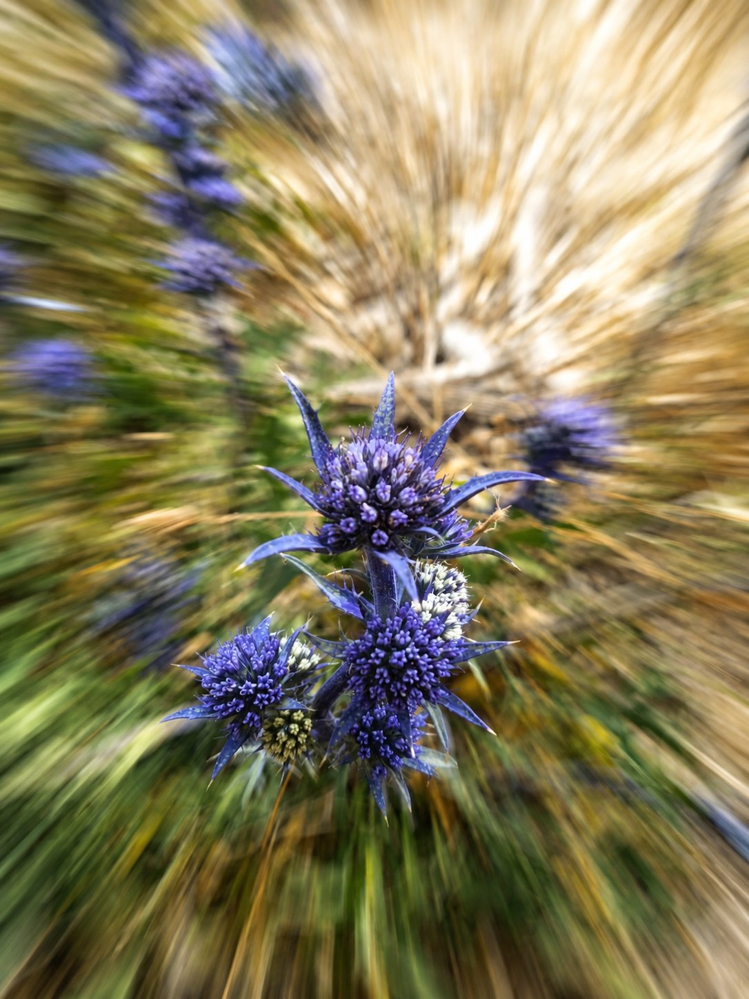Purple wildflowers photographed with a radial zoom effect